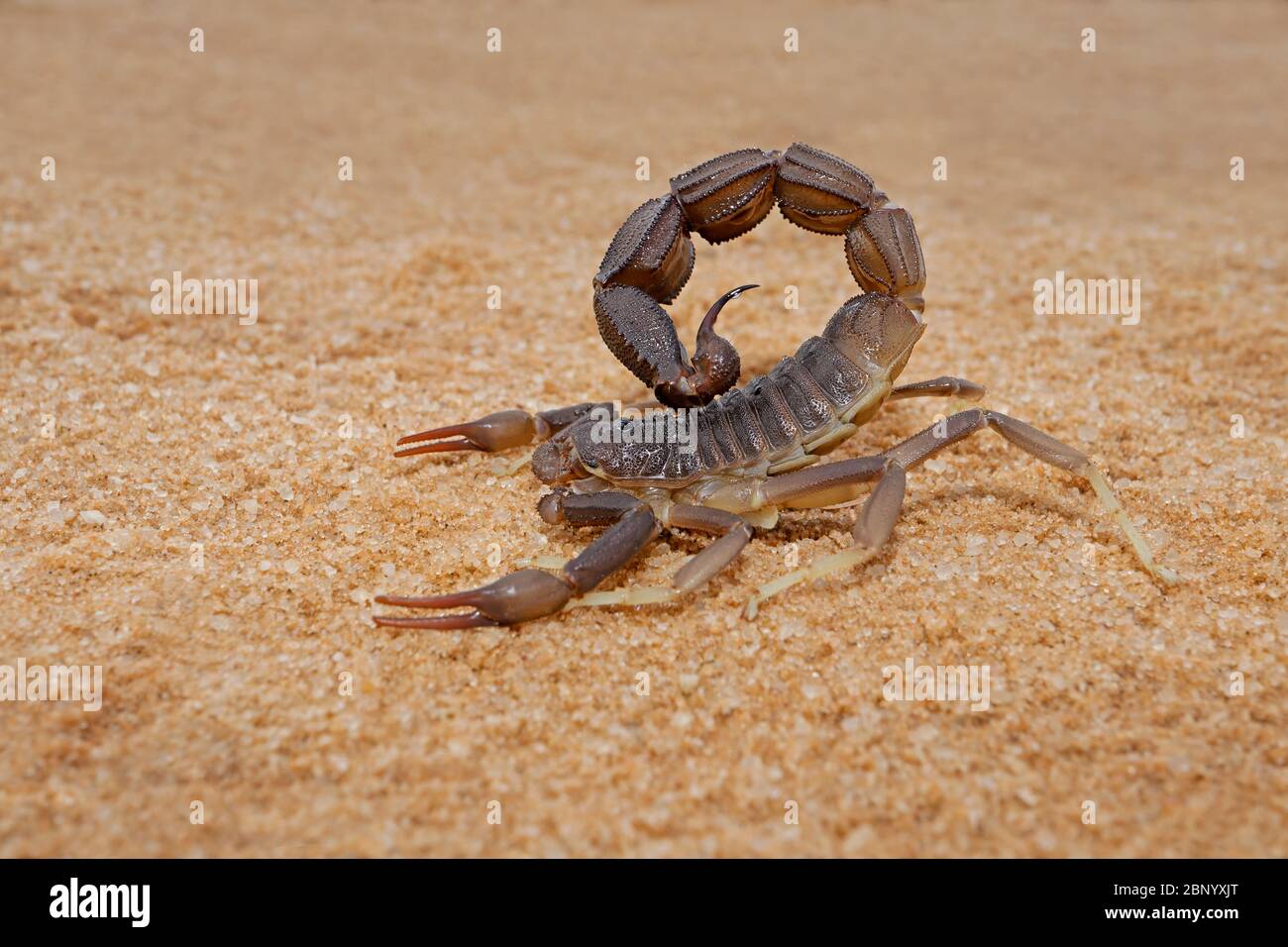 Granulierte dick-tailed Scorpion (Parabuthus granulatus), Kalahari Wüste, Südafrika Stockfoto