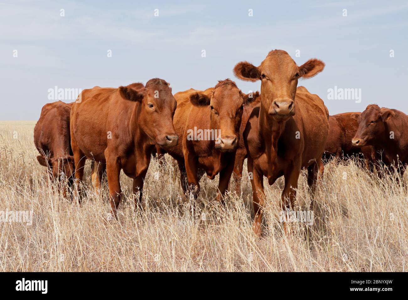 Kleine Herde von freilaufenden Rindern in einem ländlichen Bauernhof, Südafrika Stockfoto