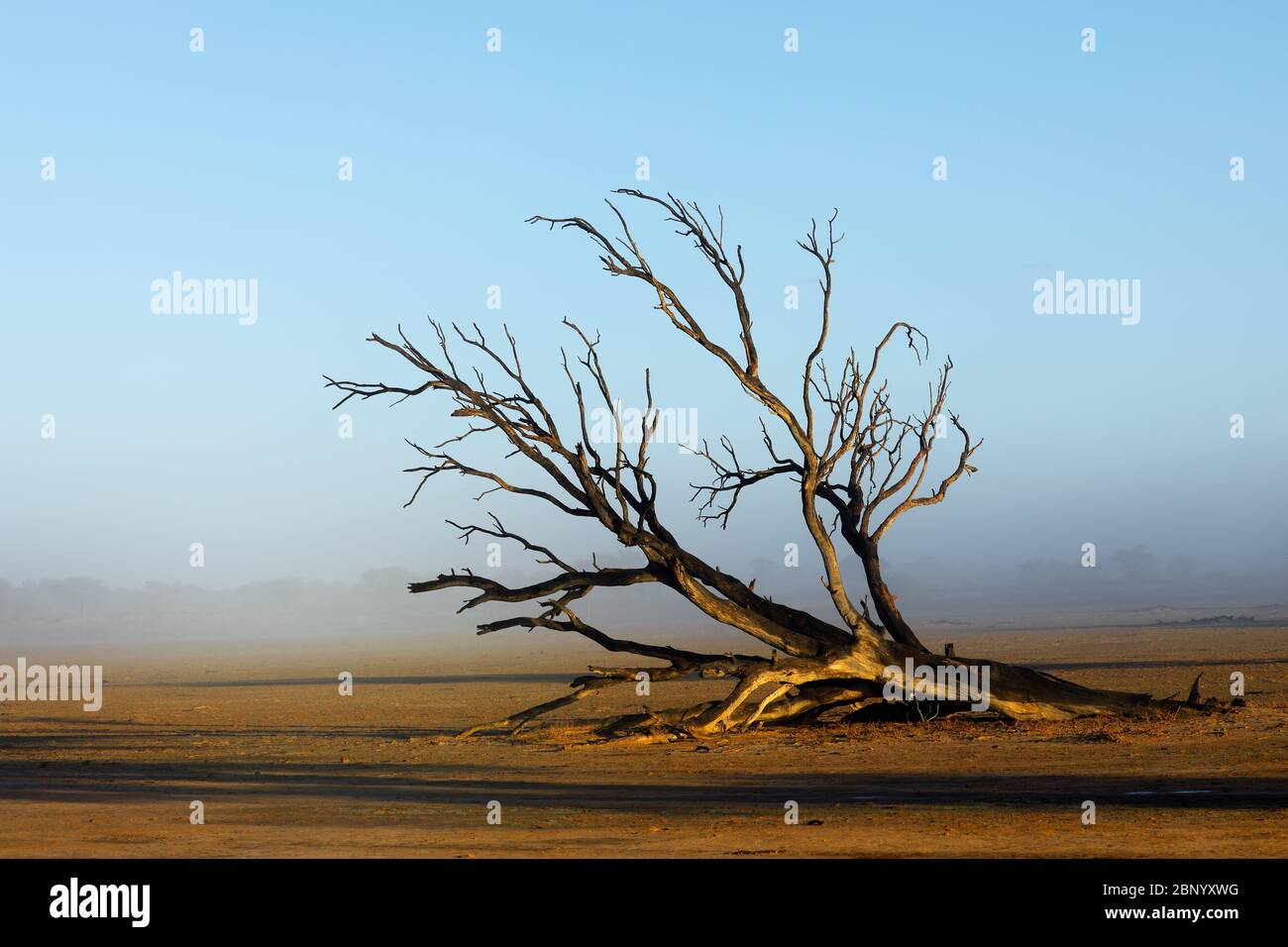 Landschaftlich reizvolle Landschaft mit einem toten Baum im Nebel, Kalahari Wüste, Südafrika Stockfoto