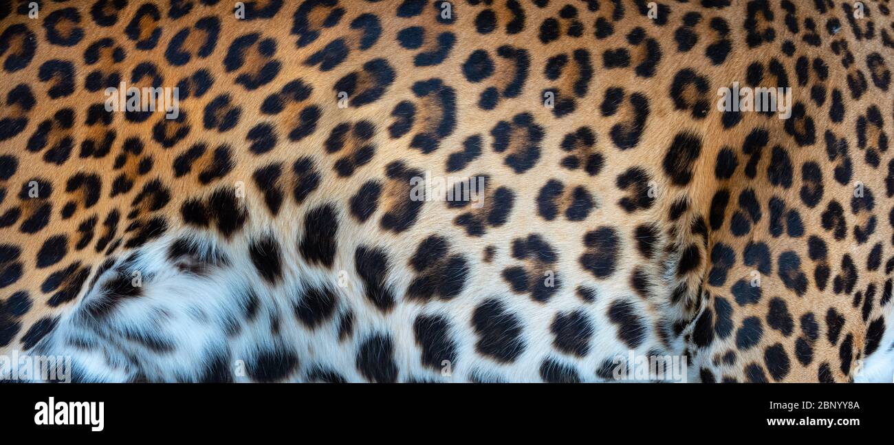 Im Leopardenmuster. Echte Fellhaut Textur. Tierdruck Muster Fliese Hintergrund Stockfoto