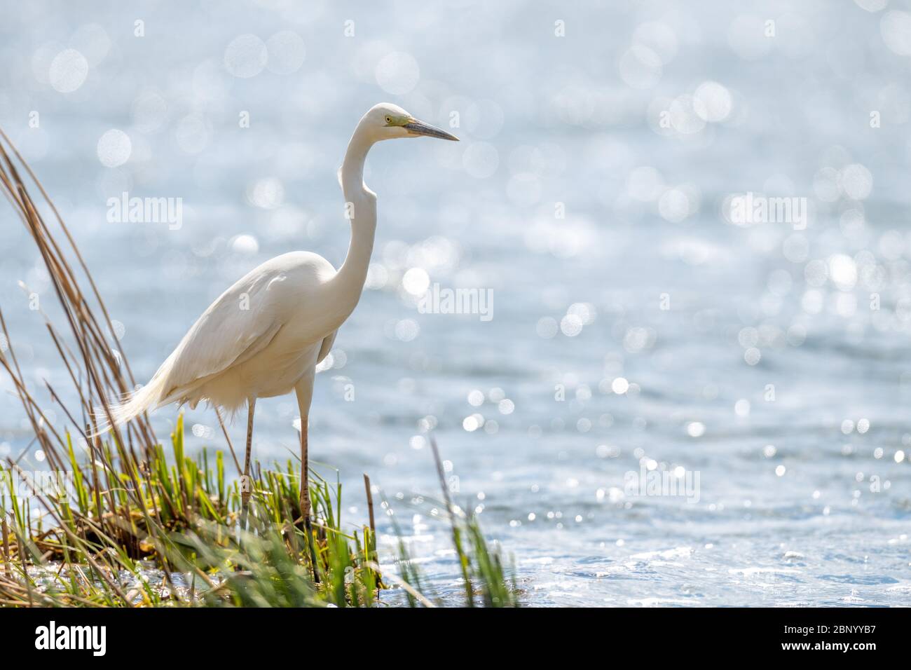 Weißer Reiher, Reiher, der auf dem See steht. Wasservogel im Naturraum. Wildlife-Szene Stockfoto