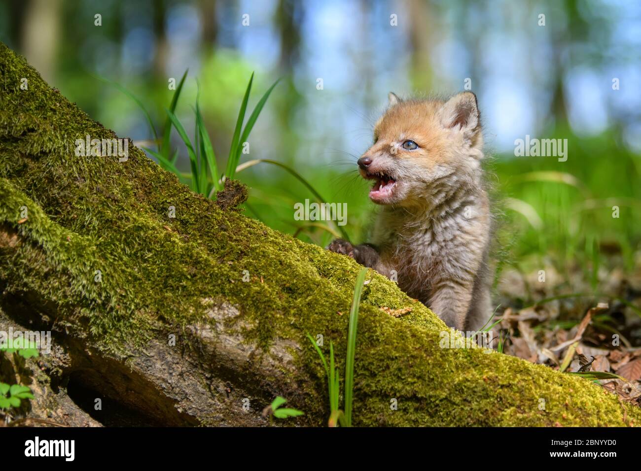 Rotfuchs, Vulpes Vulpes, kleines junges Junge im Wald. Niedliche kleine wilde Raubtiere in natürlicher Umgebung. Naturszene aus der Natur Stockfoto
