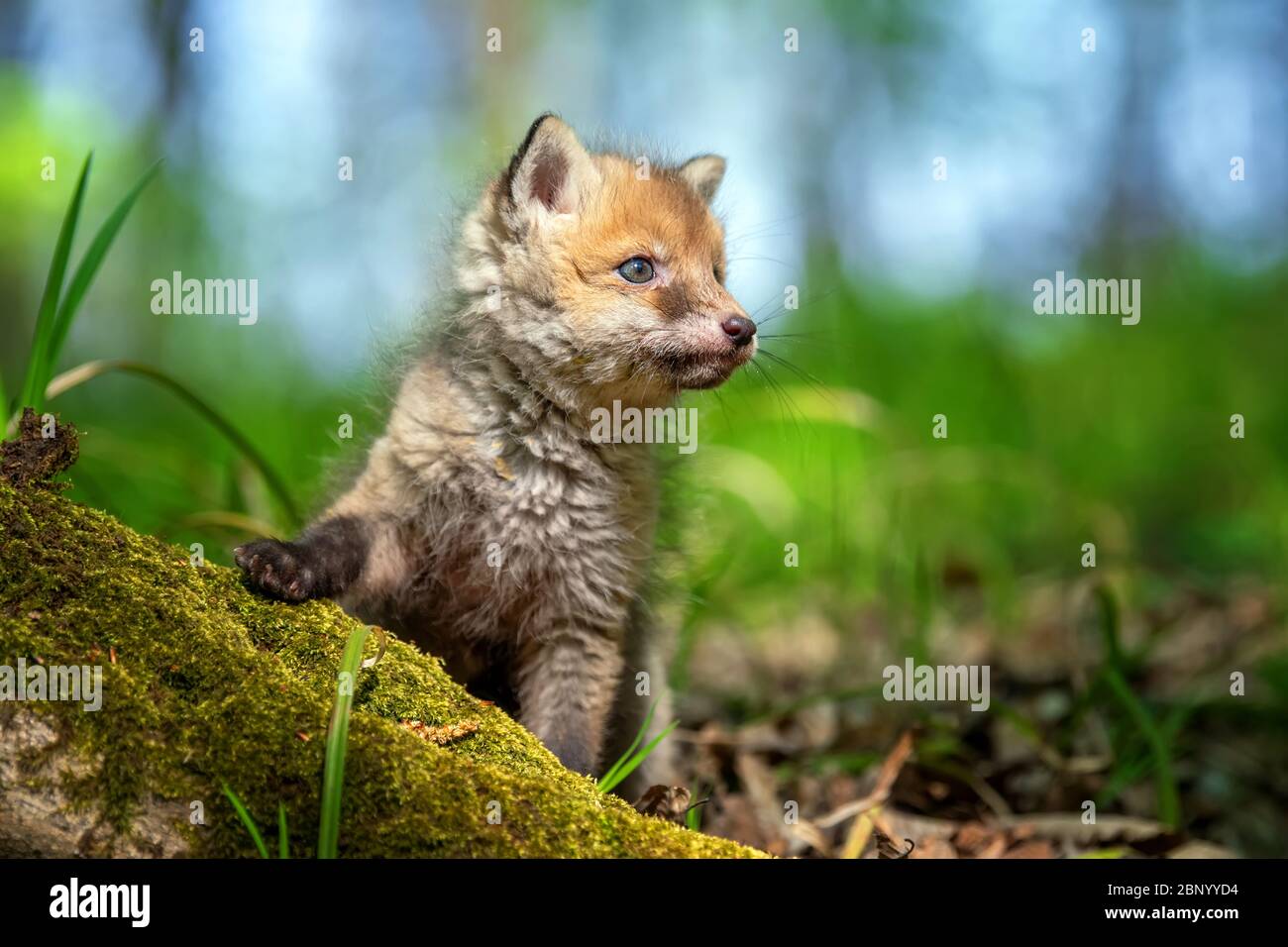 Rotfuchs, Vulpes Vulpes, kleines junges Junge im Wald. Niedliche kleine wilde Raubtiere in natürlicher Umgebung. Naturszene aus der Natur Stockfoto