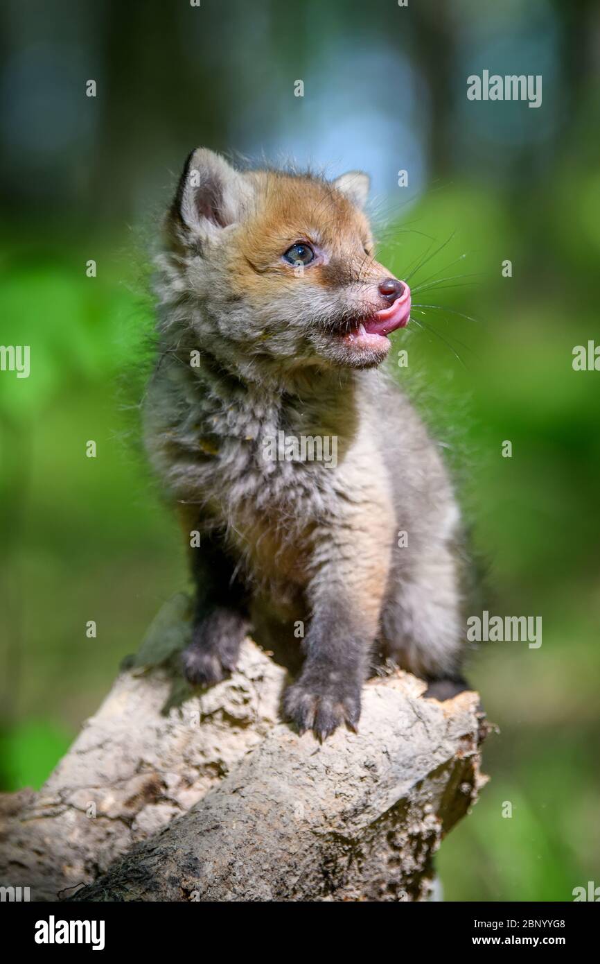 Rotfuchs, Vulpes vulpes, kleines junges Junge im Wald auf Ast. Niedliche kleine wilde Raubtiere in natürlicher Umgebung Stockfoto