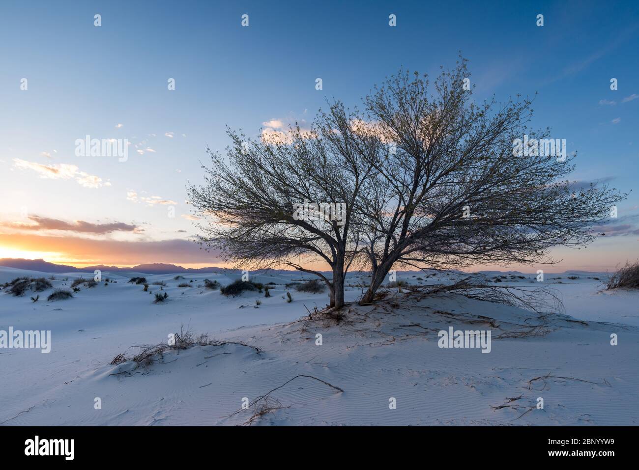 Einsamer Baum zwischen weißen Gipssanddünen bei Sonnenuntergang, White Sands National Park, New Mexico Stockfoto