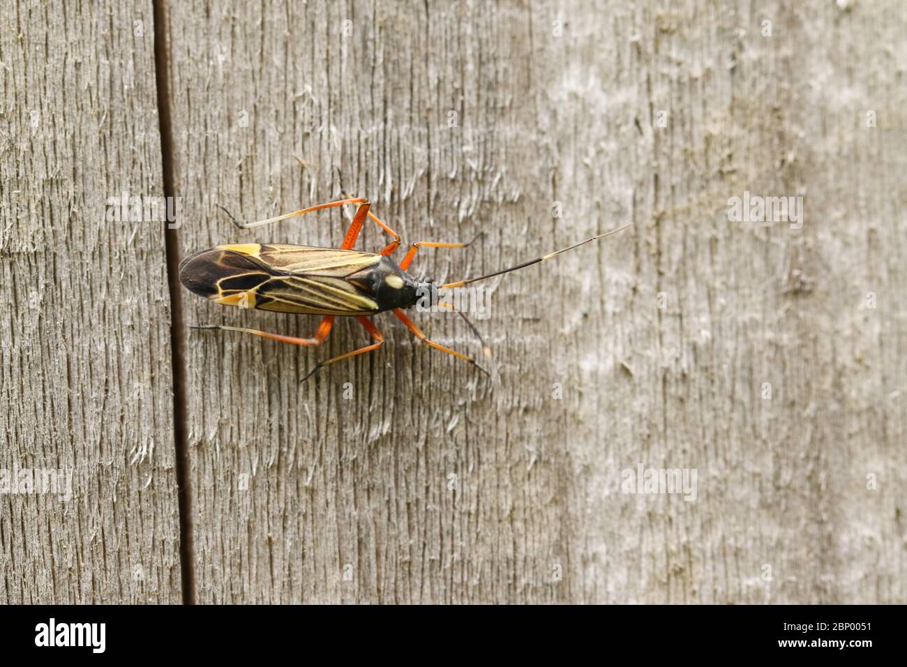 Ein ziemlich feiner gestreifter Bugkin, miris striatus, der im Frühling auf einem Holzzaun rast. Stockfoto