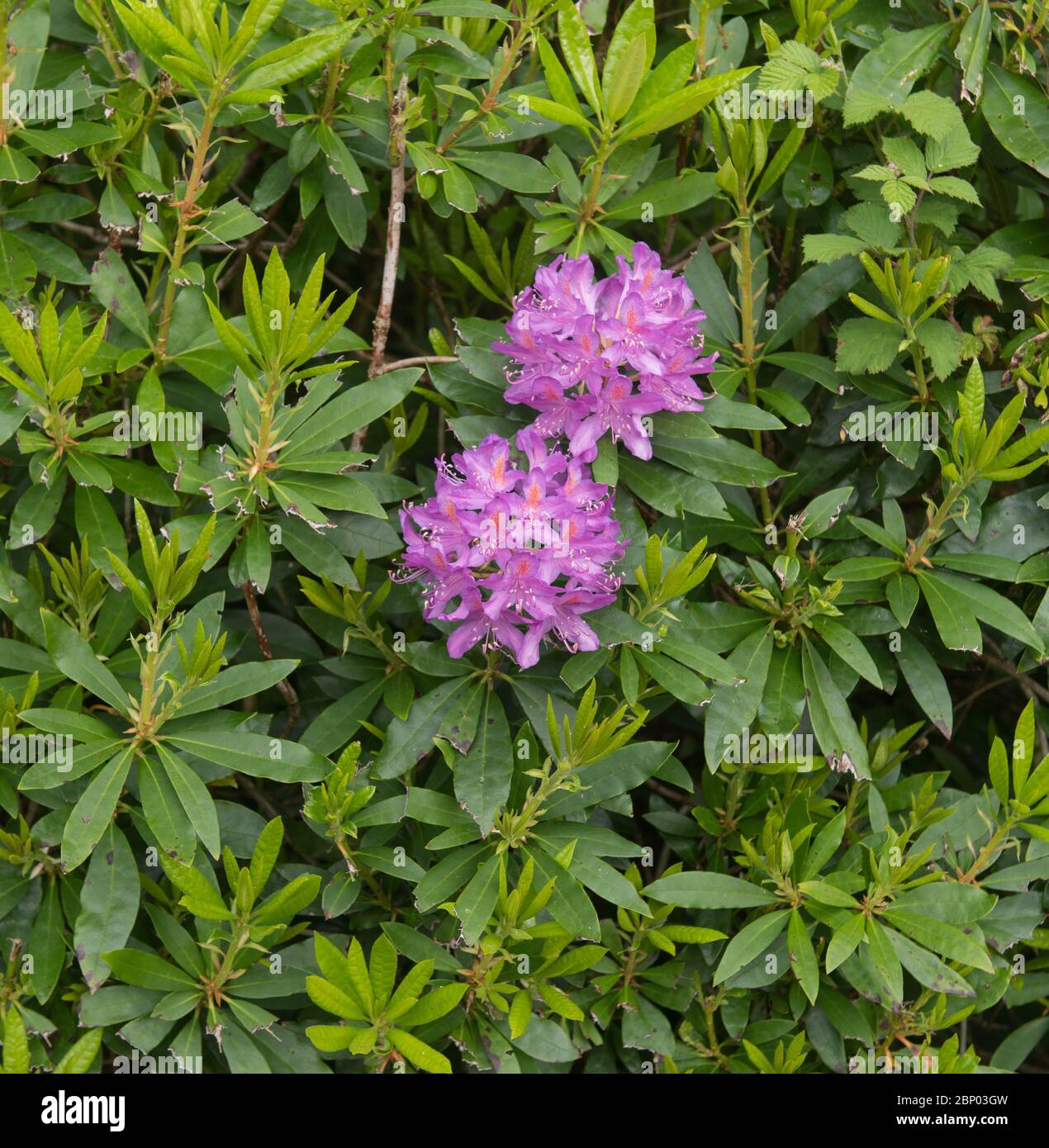 Frhlingsblumen des invasiven Wilden Rhododendron-Strauchs (Rhododendron  ponticum), der am Rande eines Waldes wchst in Rural Devon, England  Stockfotografie - Alamy