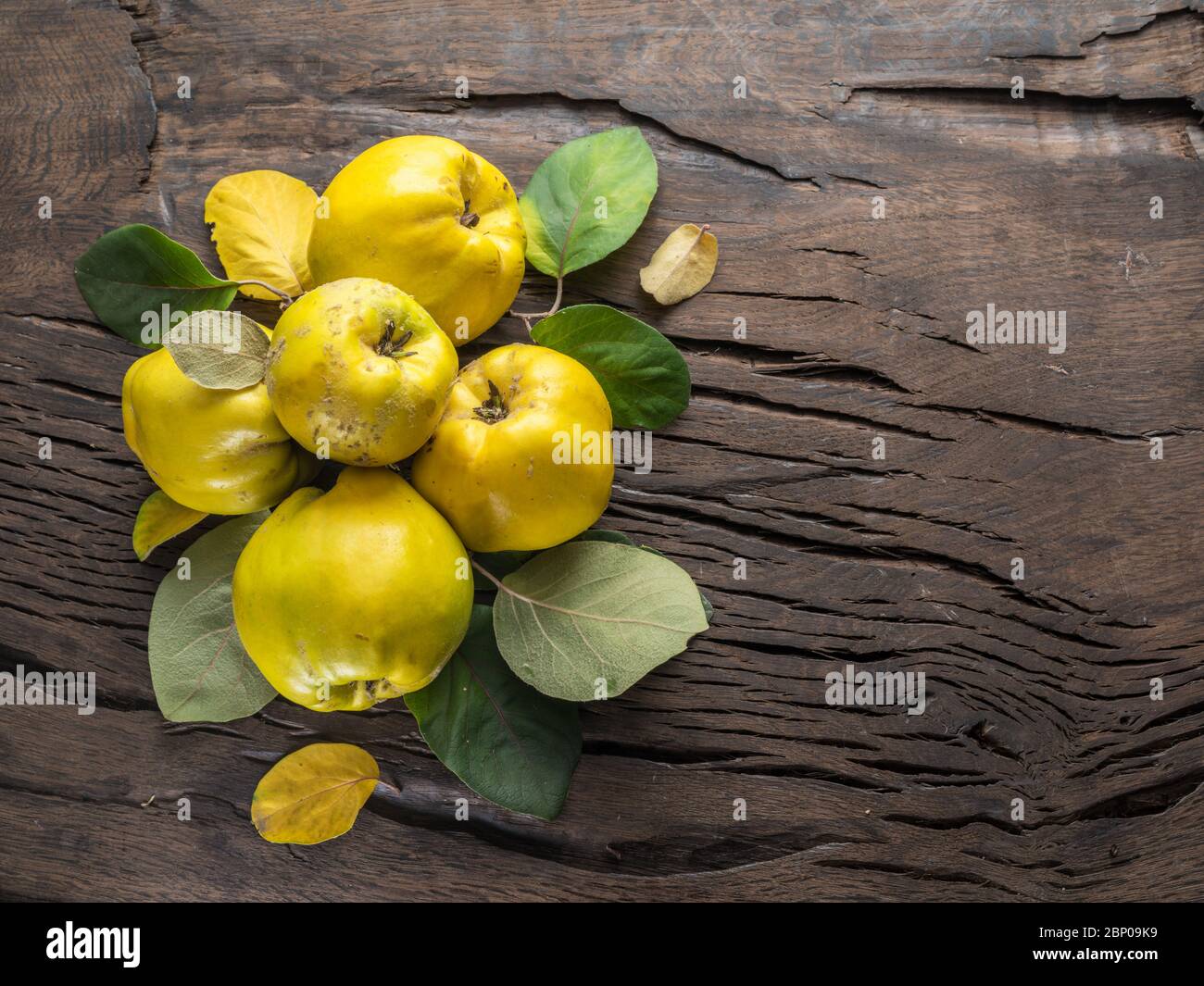 Reife goldgelbe Quinzfrüchte auf Holz. Organische Früchte auf altem Tisch. Draufsicht. Stockfoto
