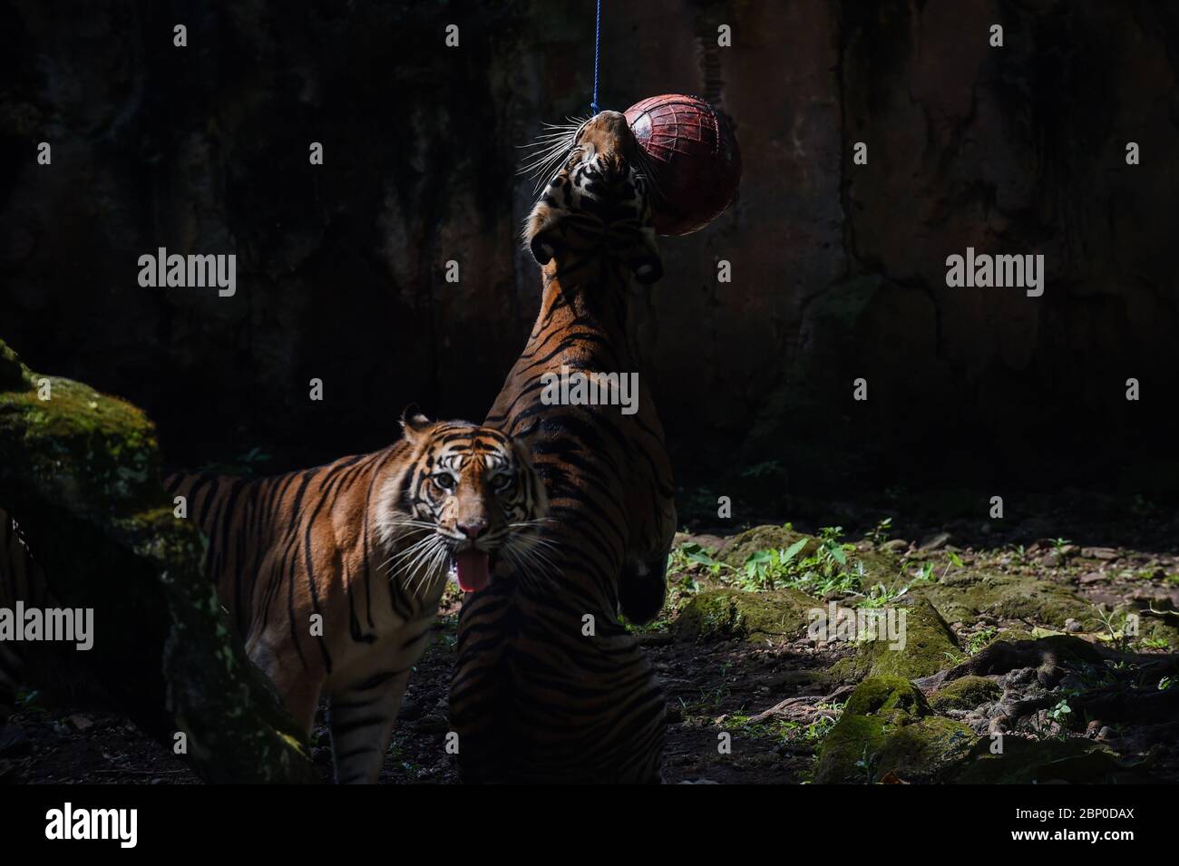 Jakarta, Indonesien. Mai 2020. Zwei Sumatra-Tiger spielen während eines Instagram Live-Programms im Ragunan Zoo inmitten des COVID-19-Ausbruchs in Jakarta, Indonesien, 17. Mai 2020. Das Management des Zoos von Ragunan hat das Instagram Live-Programm vorbereitet, da der Zoo wegen des Ausbruchs der COVID-19 für die Öffentlichkeit gesperrt ist. Kredit: Agung Kuncahya B./Xinhua/Alamy Live News Stockfoto