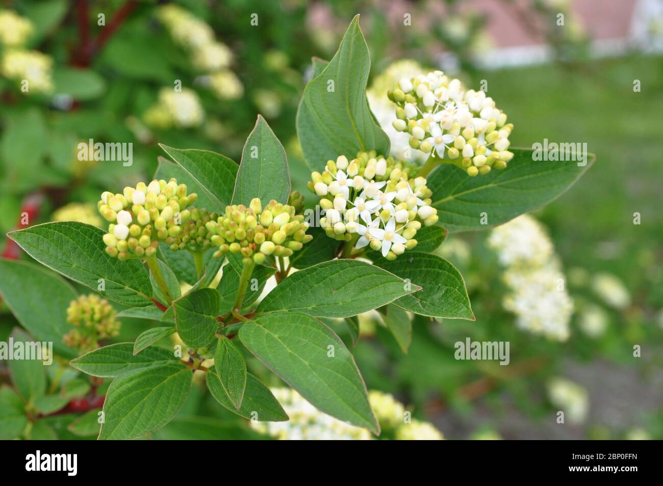 Weißes Hundehütte, Swida alba. Schöner weißer Blütenstand aus nächster Nähe. Stockfoto