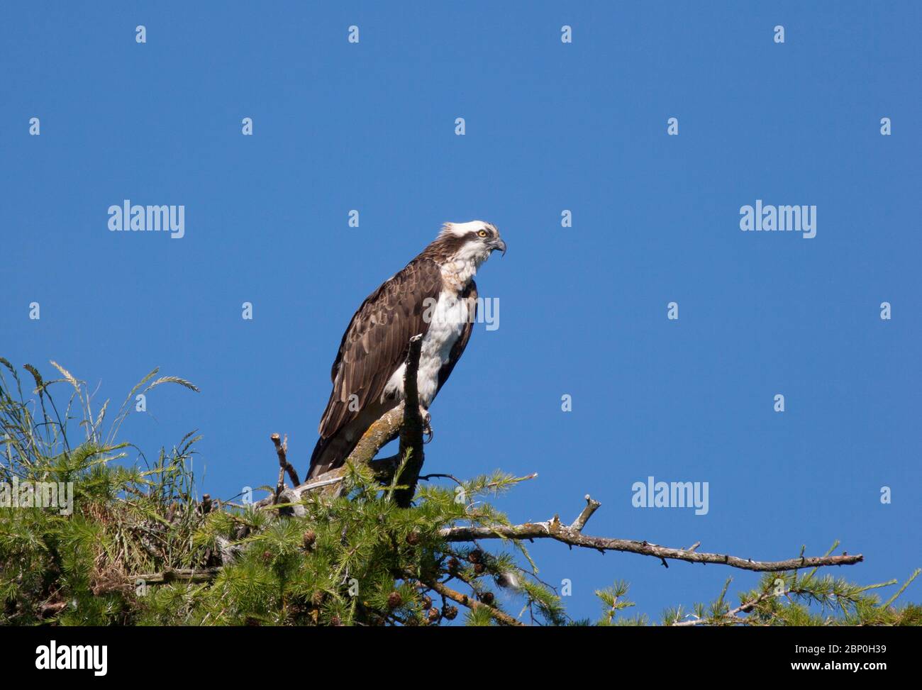 Fischadler, Pandion haliaetus, ein einziger Erwachsener, der am Rande des Nestes unterwegs ist. Aufgenommen Im Juni. Loch Insh, Schottland, Großbritannien. Stockfoto