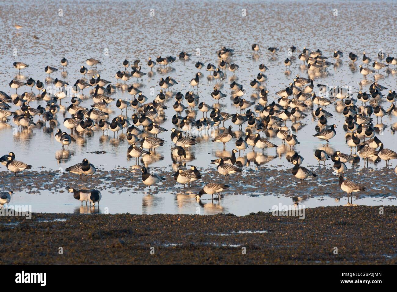 Barnacle Gänse, Branta leucopsis, Herde stehend und Fütterung auf Wattflächen des Meeres loch. Aufgenommen Im Oktober. Isle of Islay, Argyll, Schottland, Großbritannien. Stockfoto