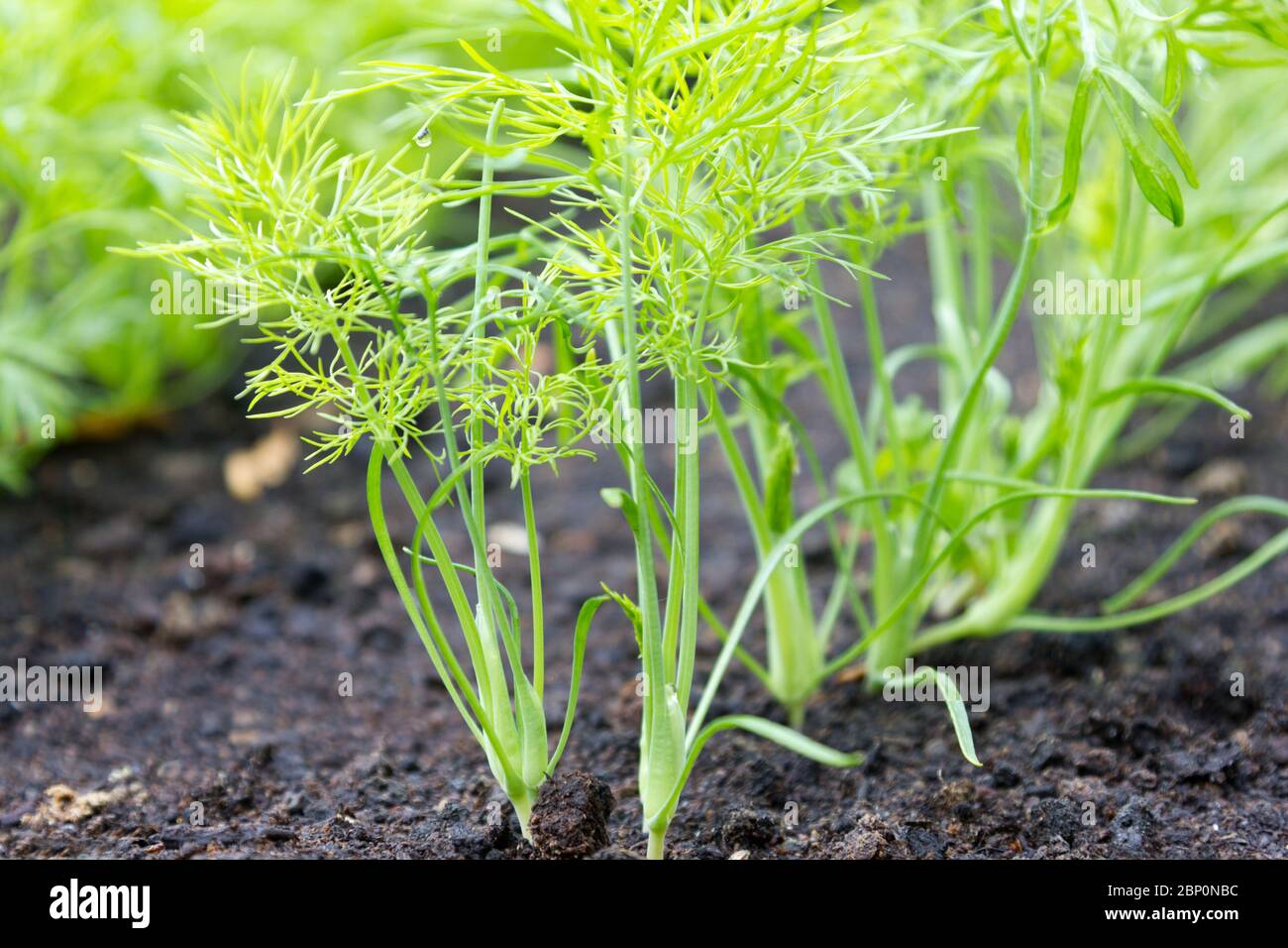 Florence Fenchel Seedlings Stockfoto