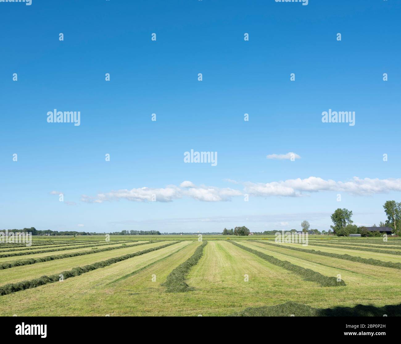 Feld mit Heuschatten im Zentrum der niederlande in der Nähe der Stadt leerdam unter blauem Himmel Stockfoto