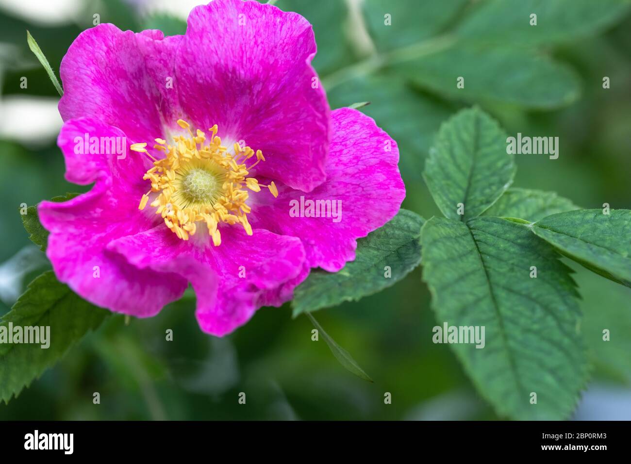 Rosa rubiginosa, süßer Briar. Nahaufnahme einer rosa Blume mit grünen Blättern. Naturmakro-Fotografie. Floraler Hintergrund, Konzept der Sommer-Tapete Stockfoto