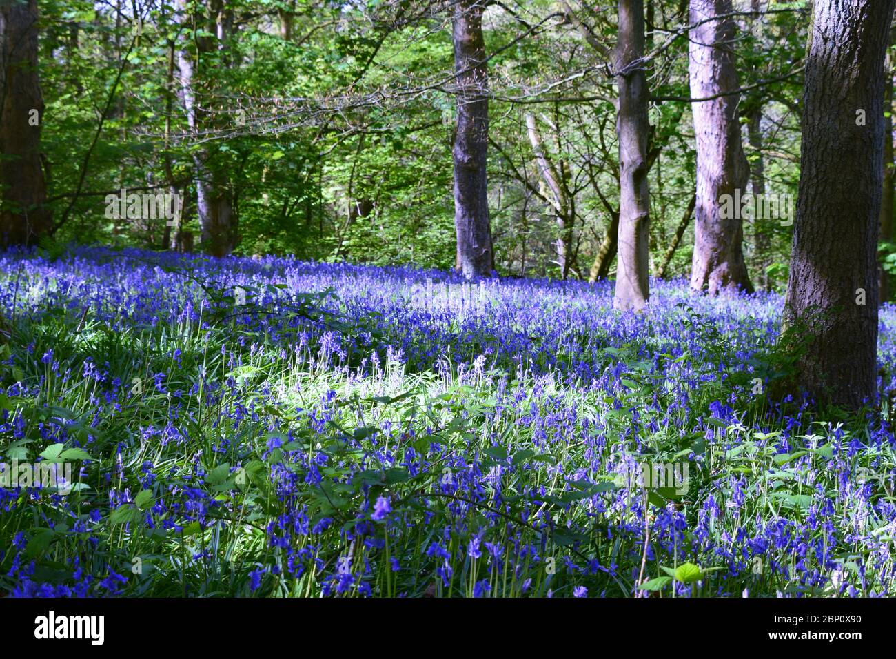 Alte britische Wälder mit einer Masse von Blaubellen Stockfoto