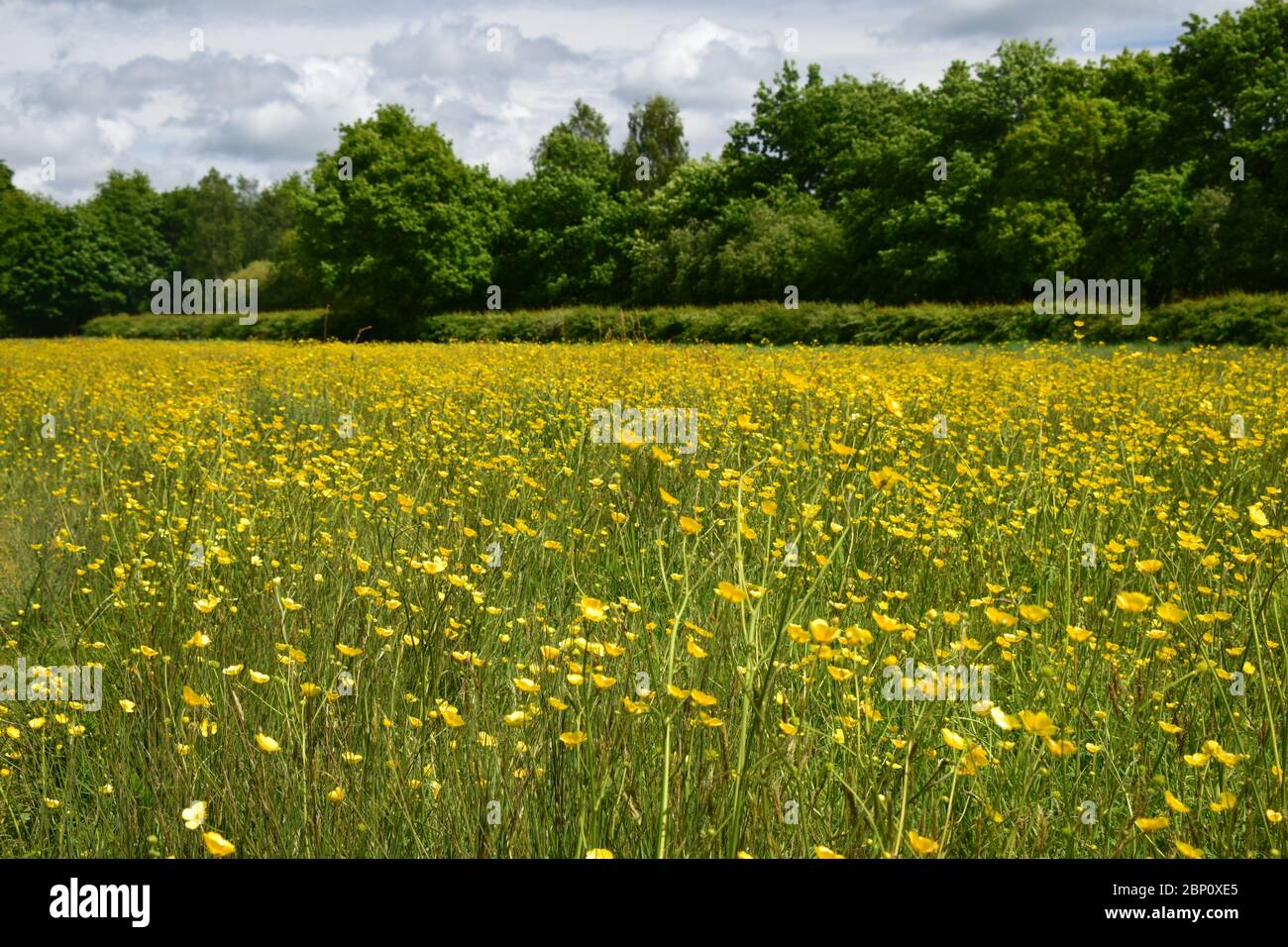 Eine britische Wiese mit Feldbutterbechern (Ranunculus Acris) Stockfoto