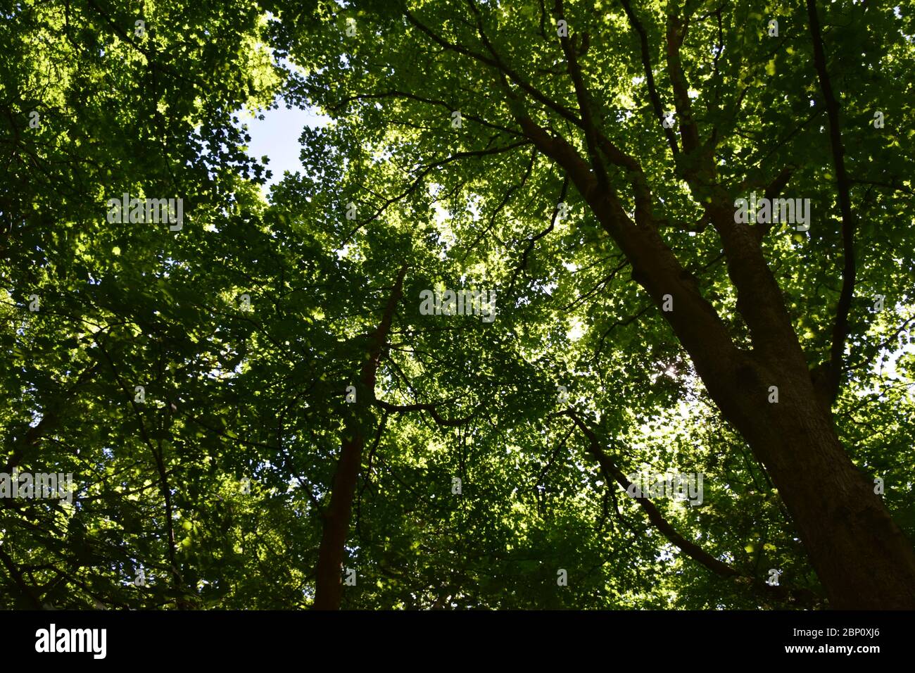 Reife britische Walddach im Blatt Stockfoto