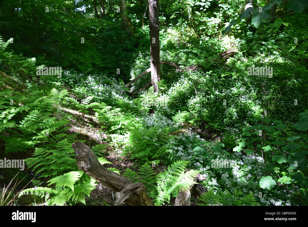 Eine abgeschiedene Waldflora gefüllt Rinne in angeduntem Sonnenlicht gebadet Stockfoto