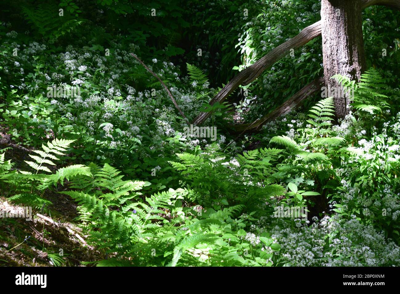 Eine abgeschiedene Waldflora gefüllt Rinne in angeduntem Sonnenlicht gebadet Stockfoto