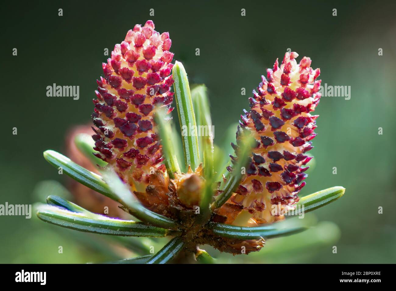 Farbenfrohe rote detaillierte Makroaufnahme einer blühenden Fichte (Picea abies) Stockfoto
