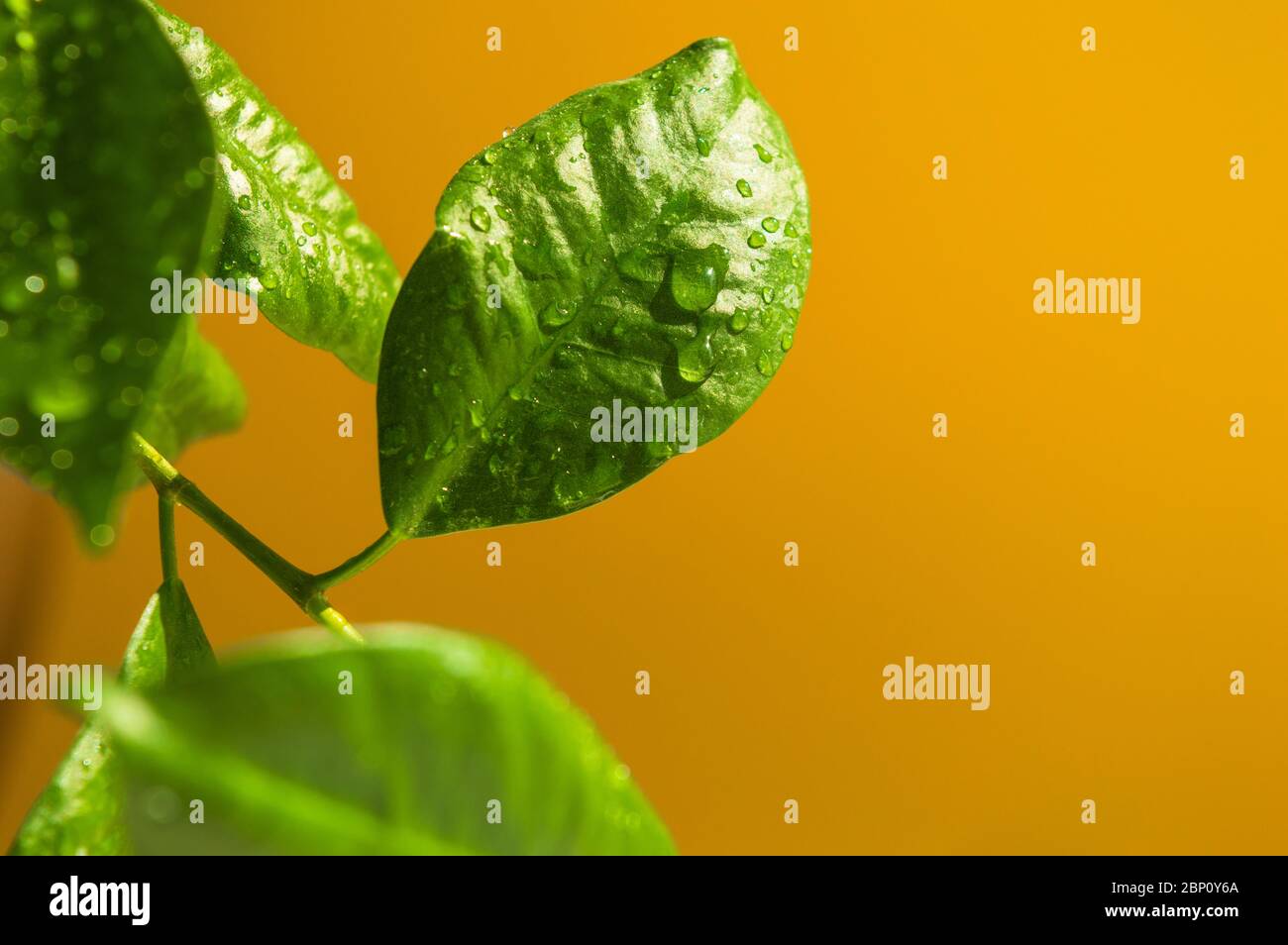 Grün schärfen Blatt von ficus Bonsai mit winzigen Wassertropfen und andere verschwommene Blätter auf der linken Ecke auf dem dunklen hellgelben Hintergrund. Sonnig Stockfoto