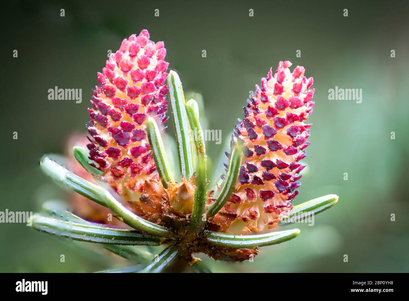 Farbenfrohe rote detaillierte Makroaufnahme einer blühenden Fichte (Picea abies) Stockfoto