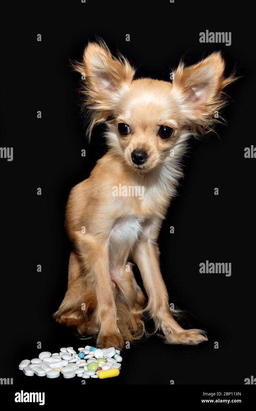 Porträt eines kranken Hundes und Drogen auf schwarzem Hintergrund. Stockfoto