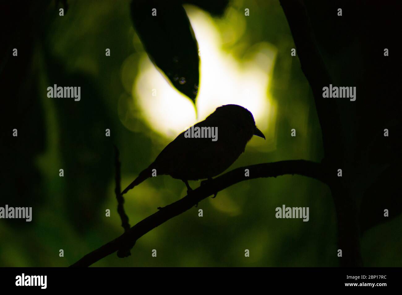 Silhouette eines Vogels auf einem Zweig Stockfoto