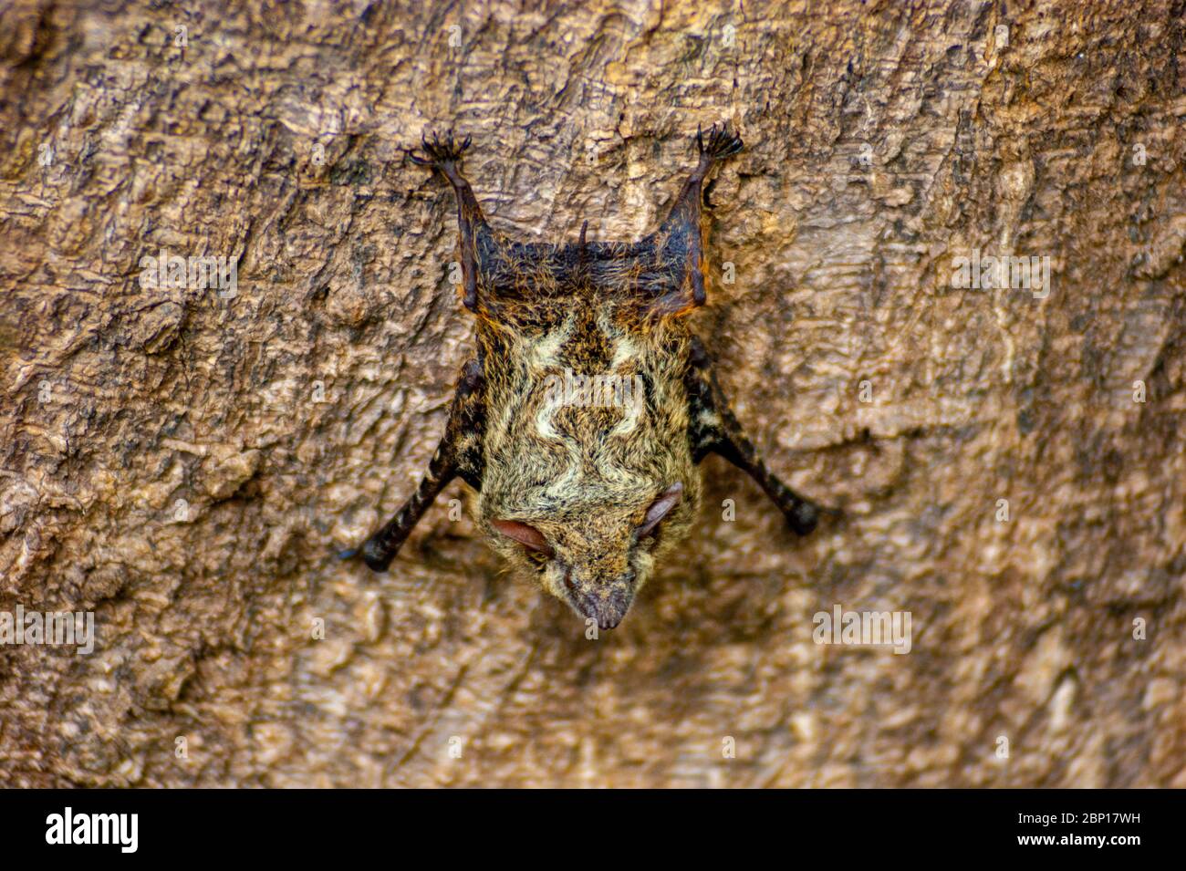 Kleine Fledermaus, die an einem Baum festklammert Stockfoto