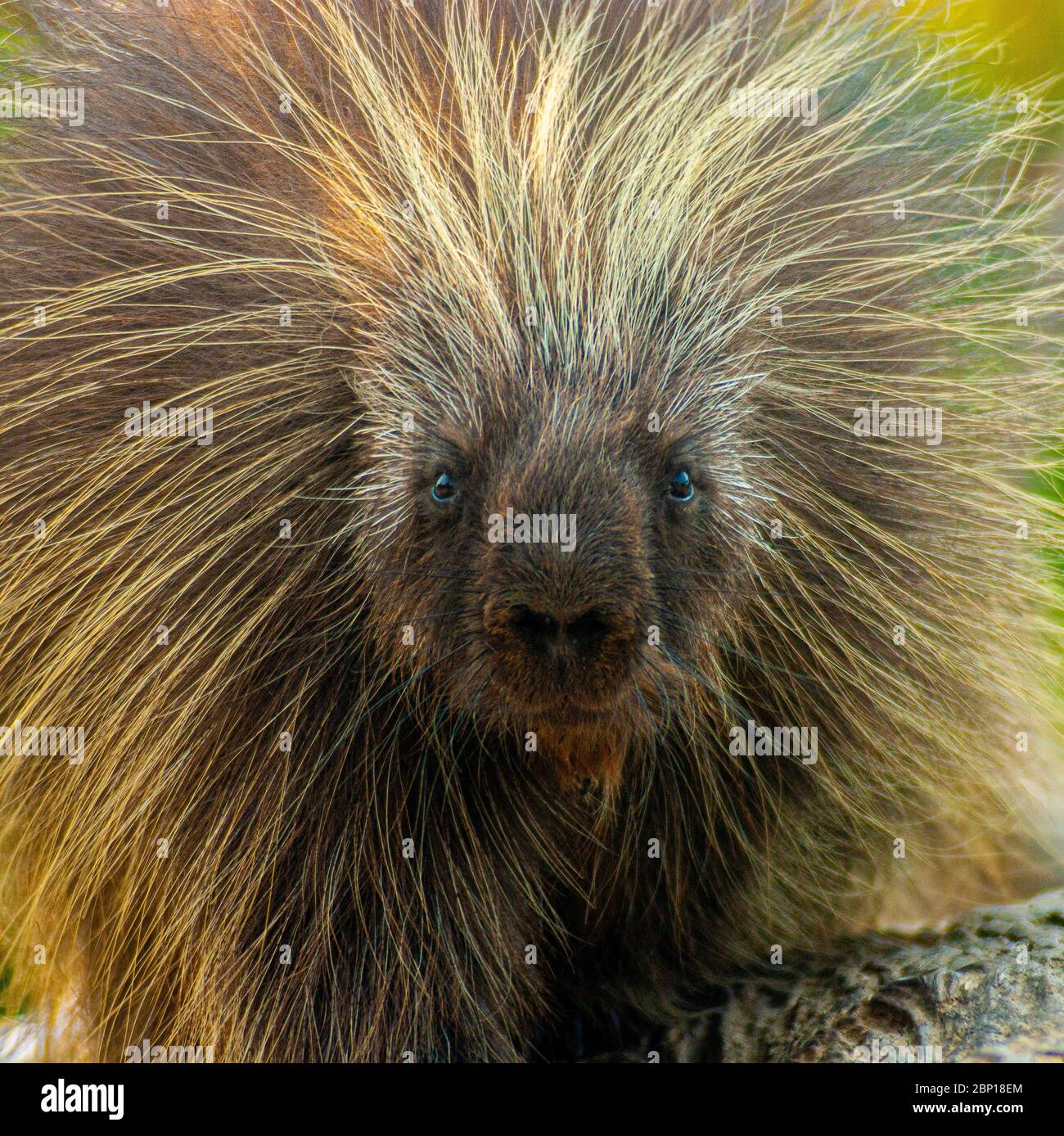 Stachelschwein, der die Kamera ansieht Stockfoto