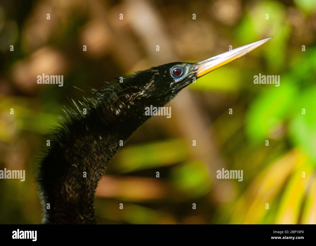Snakebird Gesicht Stockfoto