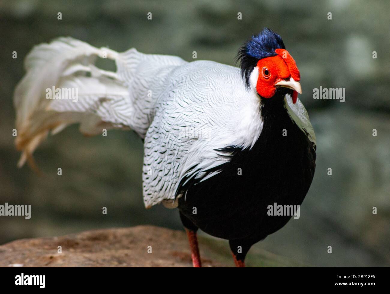 Vogel Mit Rotem Gesicht Stockfoto