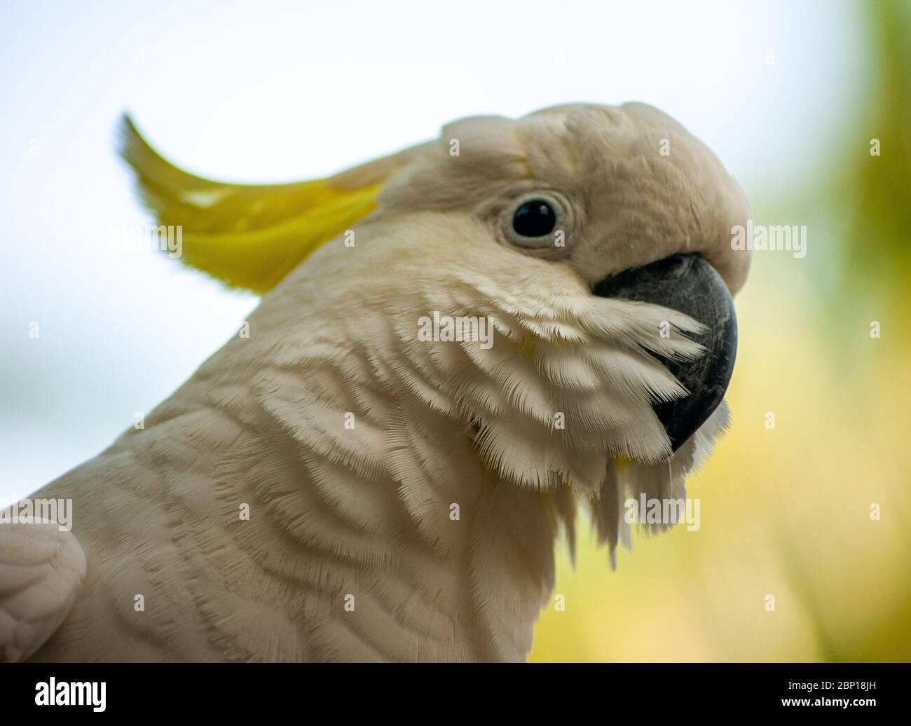 Gesicht eines weißen Kakadus Stockfoto
