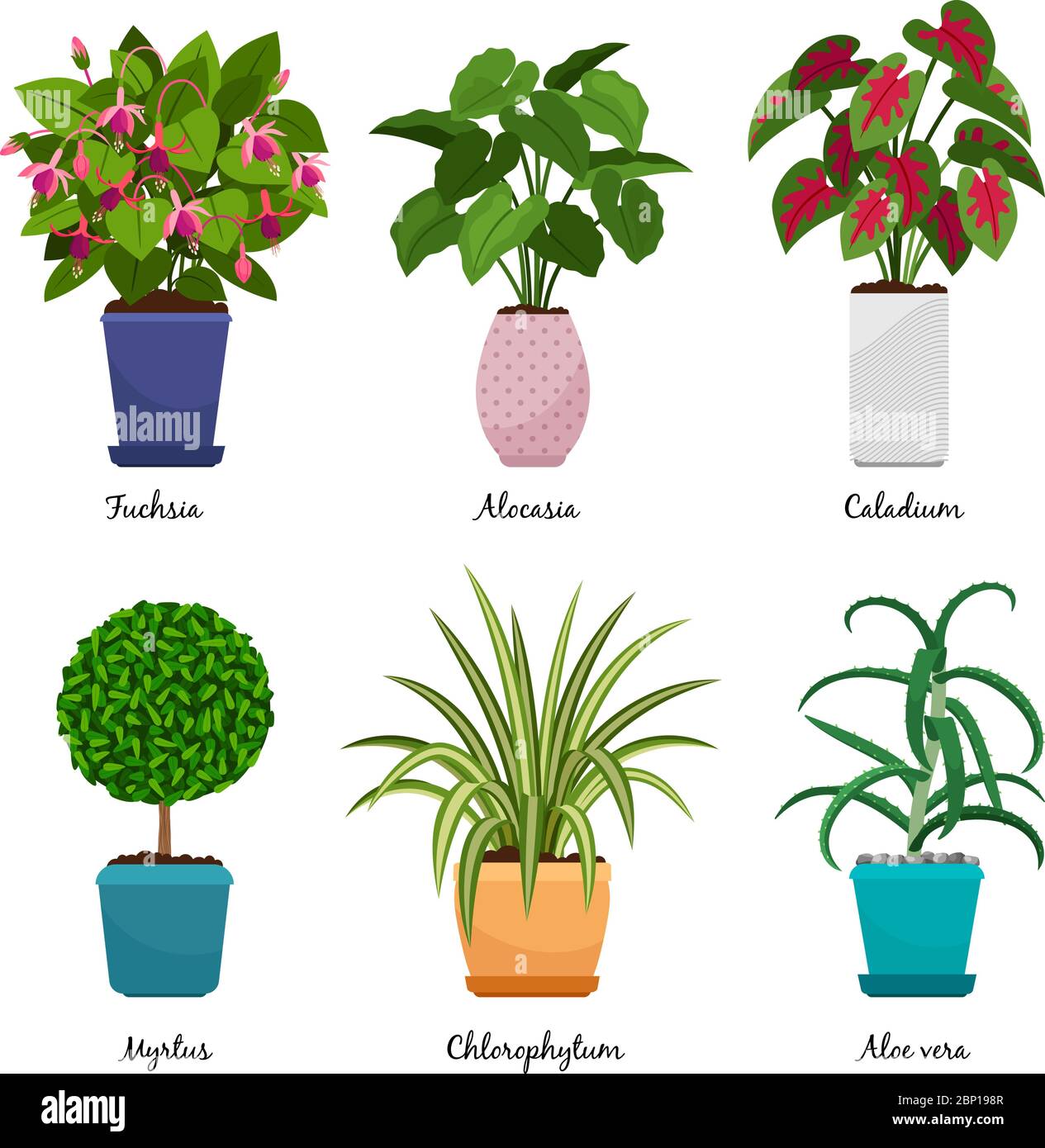 Cartoon Zimmerpflanzen isoliert auf weiem Hintergrund. Indoor dekorative  Hauspflanzen in Tpfen Vektor-Illustration. Fuchsia und Myrtus, Aloe Vera  und Alocasia Stock-Vektorgrafik - Alamy