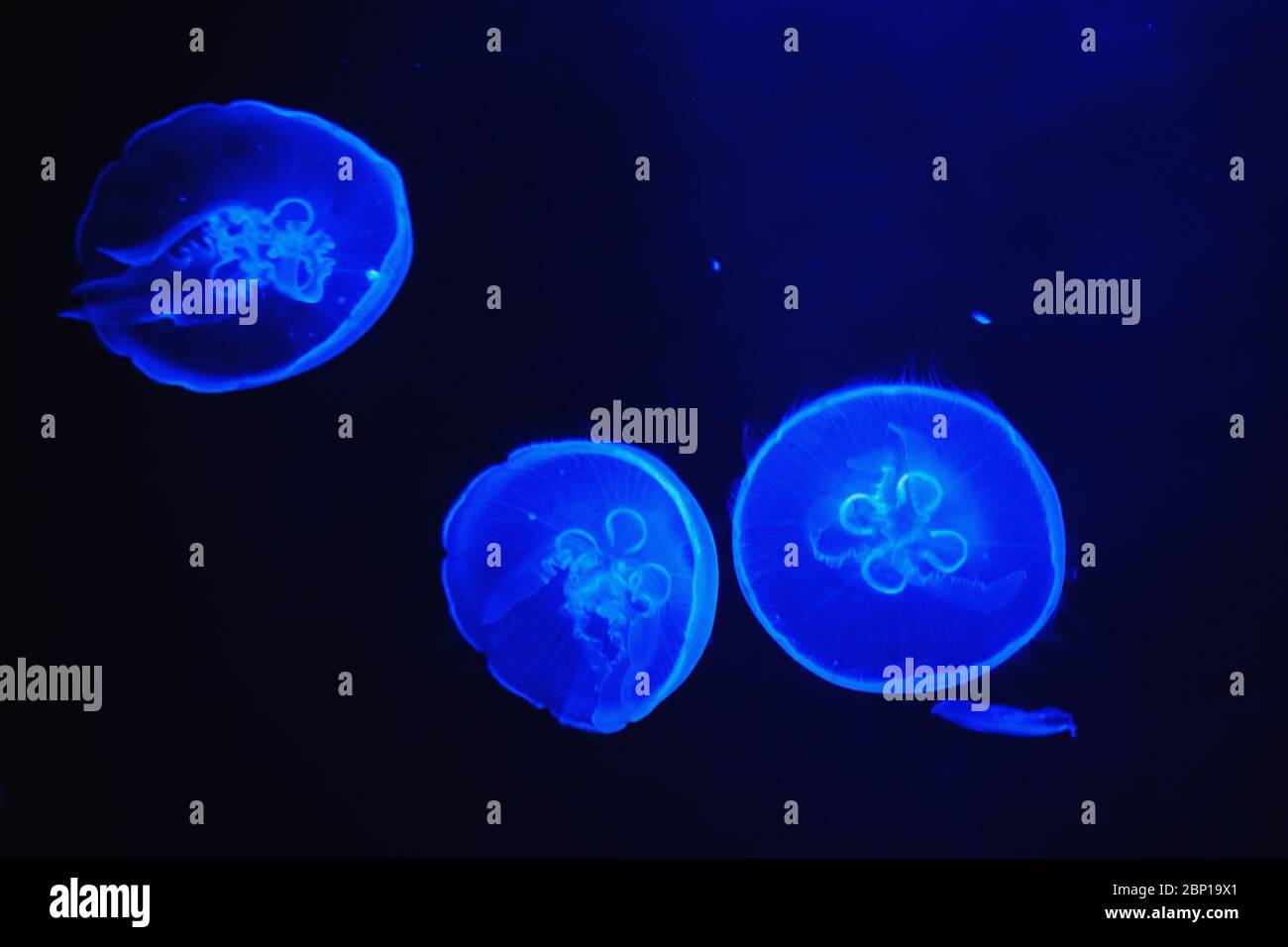 Quallen, die in dunklen Gewässern schwimmen, beleuchtet von blauem Licht. Stockfoto