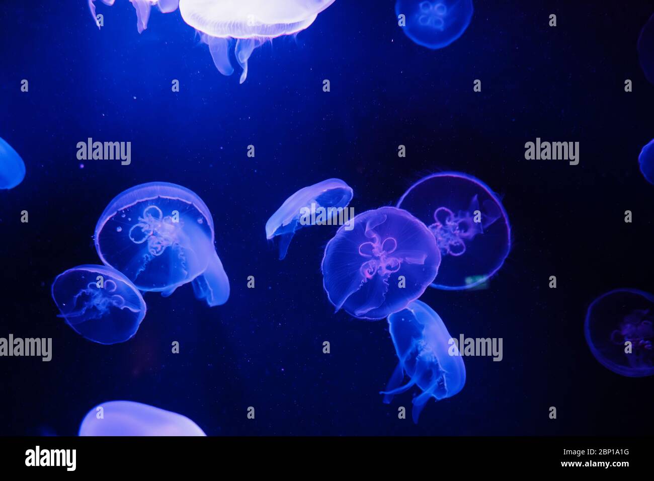 Quallen, die in dunklen Gewässern schwimmen, beleuchtet von blauem Licht. Stockfoto