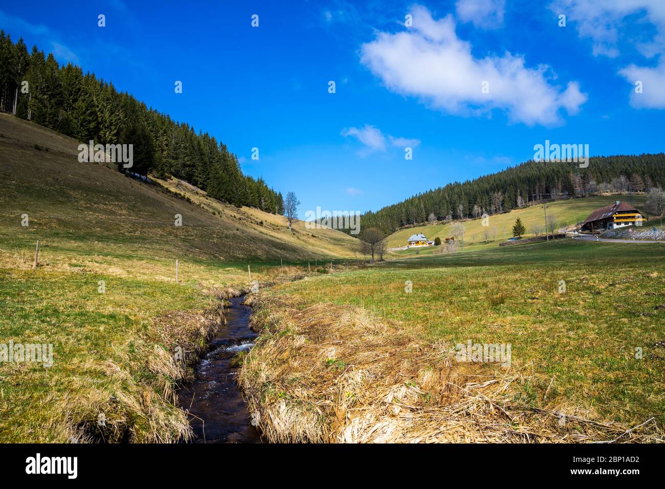 Deutschland, Grünes Gras von Weiden und Naturlandschaft im Schwarzwald Landschaft von Bäumen an sonnigen Tag mit bewegten Schatten Stockfoto