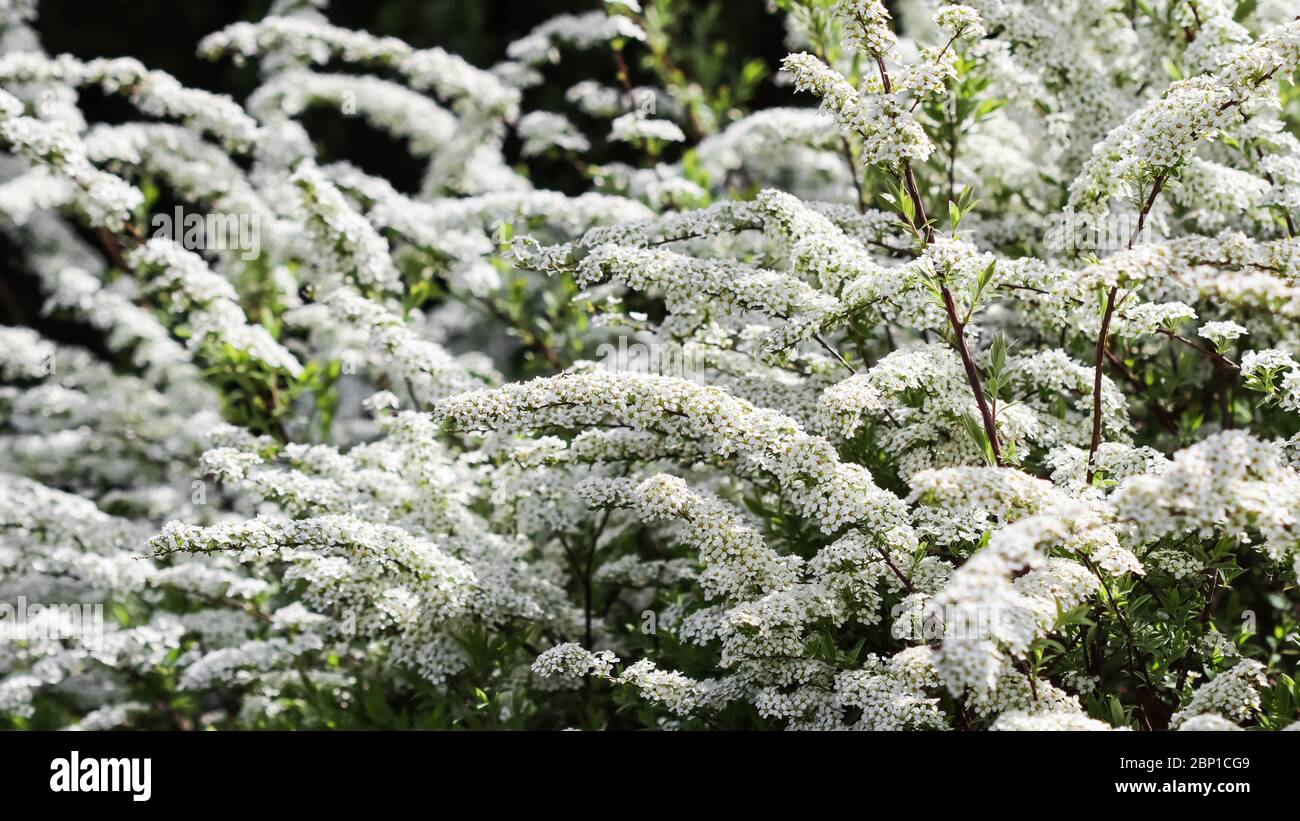 Thunberg Spirea (Spiraea thunbergii) Busch in Blüte. Hintergrund der weißen Blumen Stockfoto