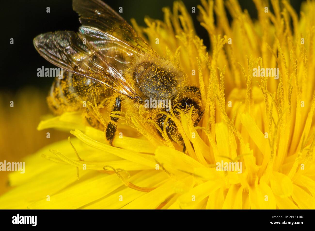 Extreme Nahaufnahme der europäischen Honigbiene auf der Blüte des Taraxacum officinale, des Löwenzahns Stockfoto