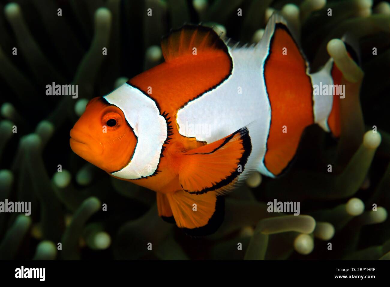 Clown Anemonefish (Amphiprion ocellaris, auch bekannt als Ocallaris Clownfish) in Anemone. Triton Bay, West Papua, Indonesien Stockfoto