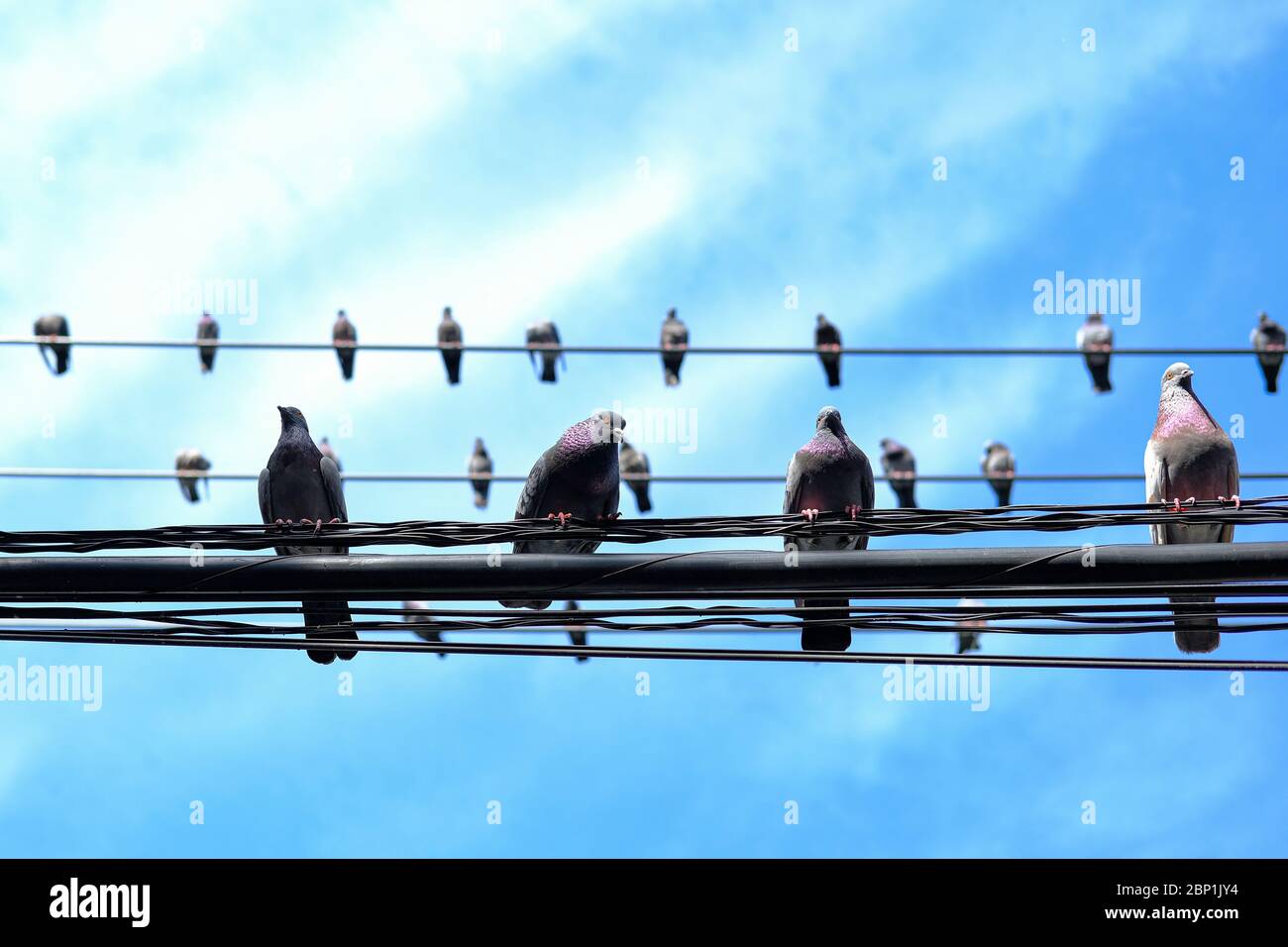 Unterseite von Vögeln auf Drähten, Stromkabeln, elektrischen Drähten stehen. Blauer Himmel Hintergrund. Stockfoto