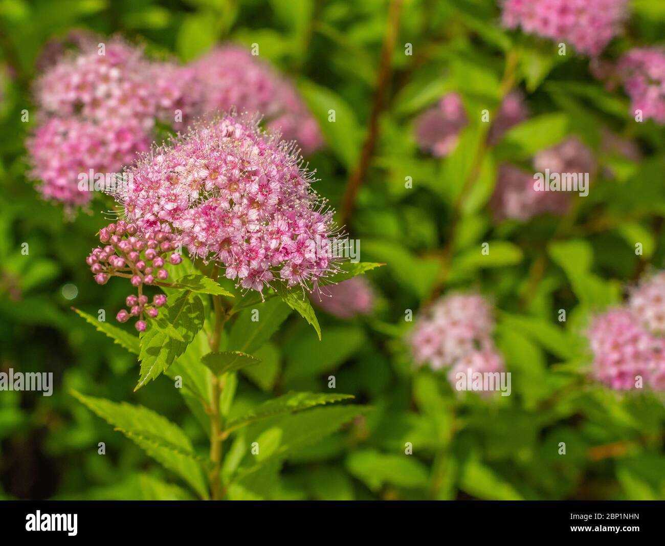 Spiraea japonica Strauch mit rosa Blüten - close uo. Spirea 'Lemon Princess' - Selektiver Fokus Stockfoto