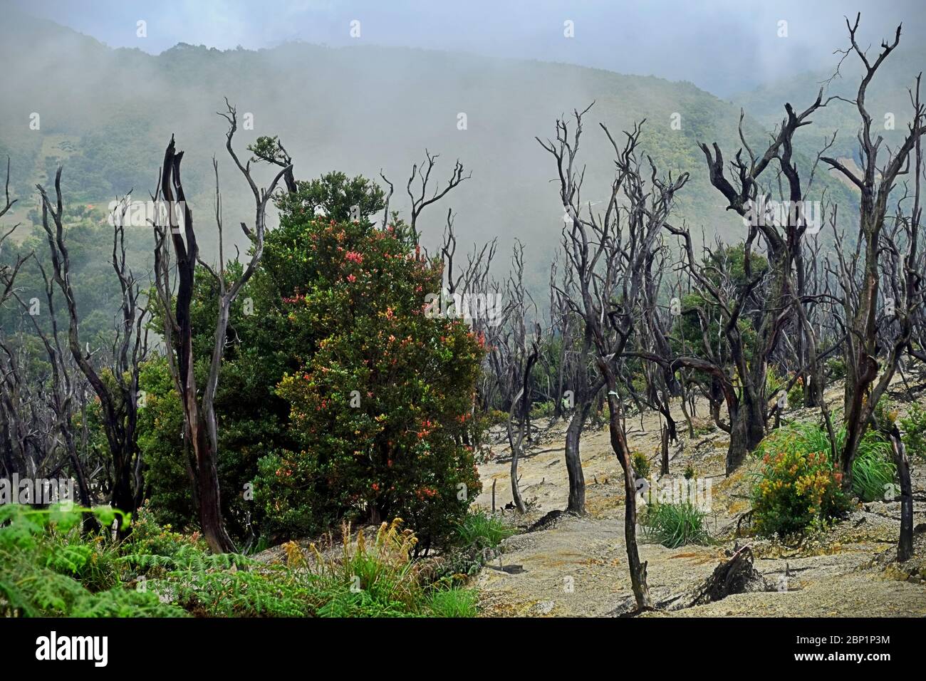 Tote Bäume auf dem Vulkan Mount Papandayan in West Java, Indonesien. Stockfoto