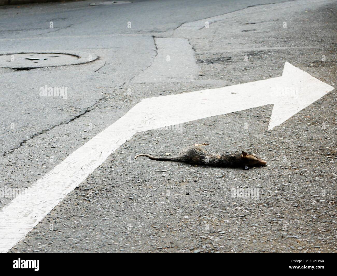 Körper eines toten Possum von einem Auto auf der Straße neben einem weißen Pfeil rechts auf dem Bürgersteig gehütet Stockfoto