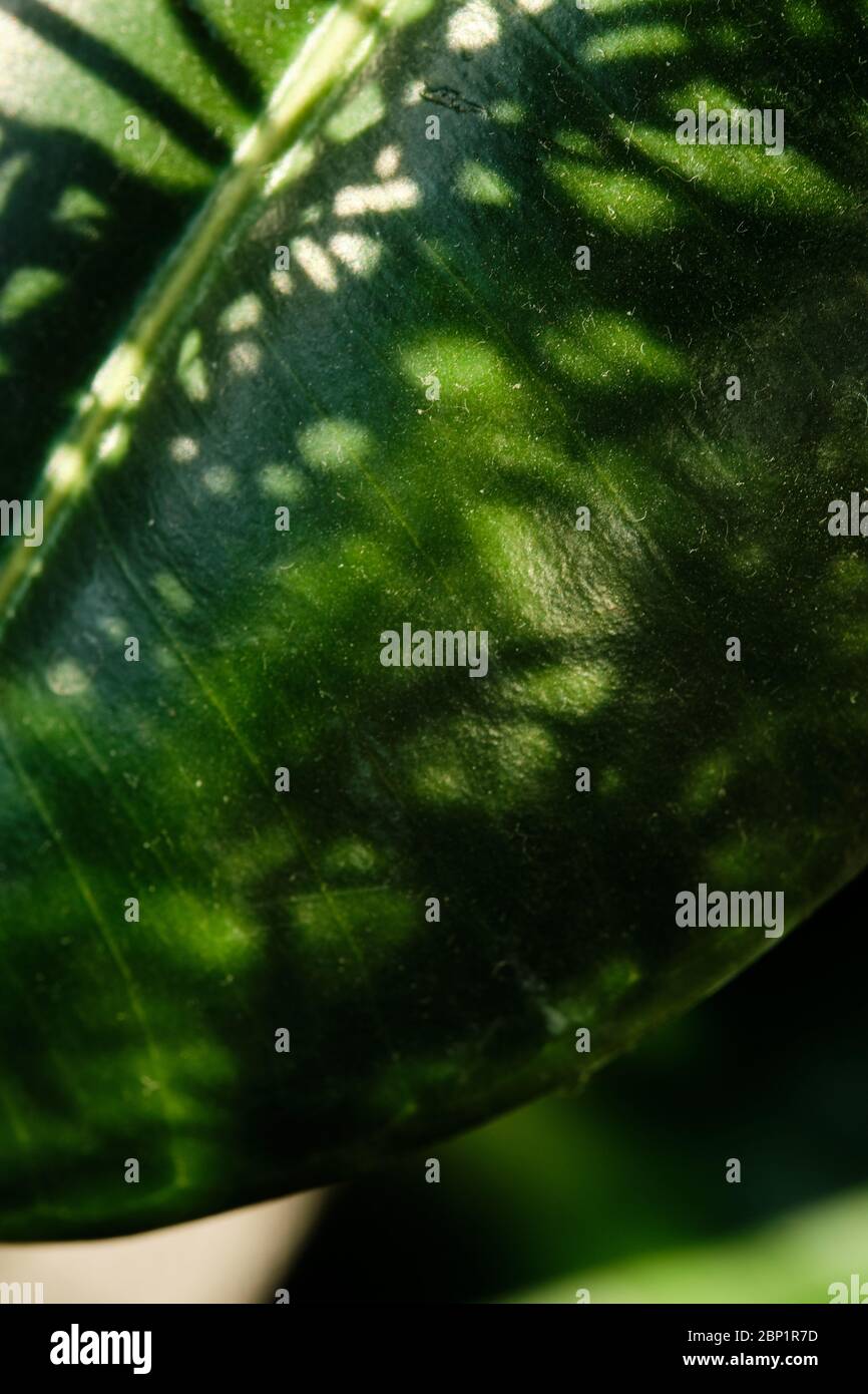 Grünes Blatt in stimmungsvollen Schatten Stockfoto