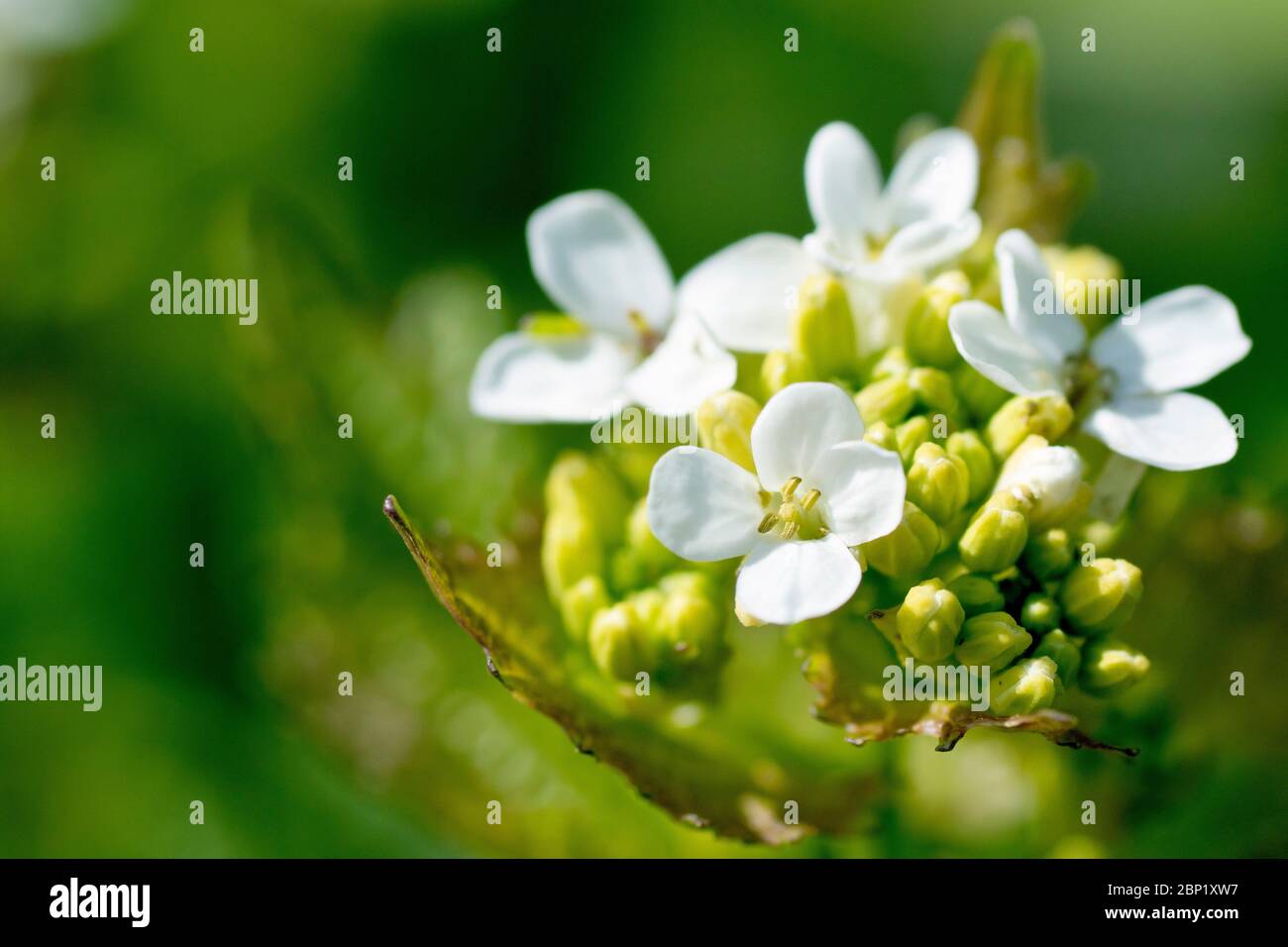 Knoblauchsenf (alliaria petiolata), auch bekannt als Jack by the Hedge, Nahaufnahme zeigt den Blütenkopf, wie die Blumen beginnen zu erscheinen. Stockfoto