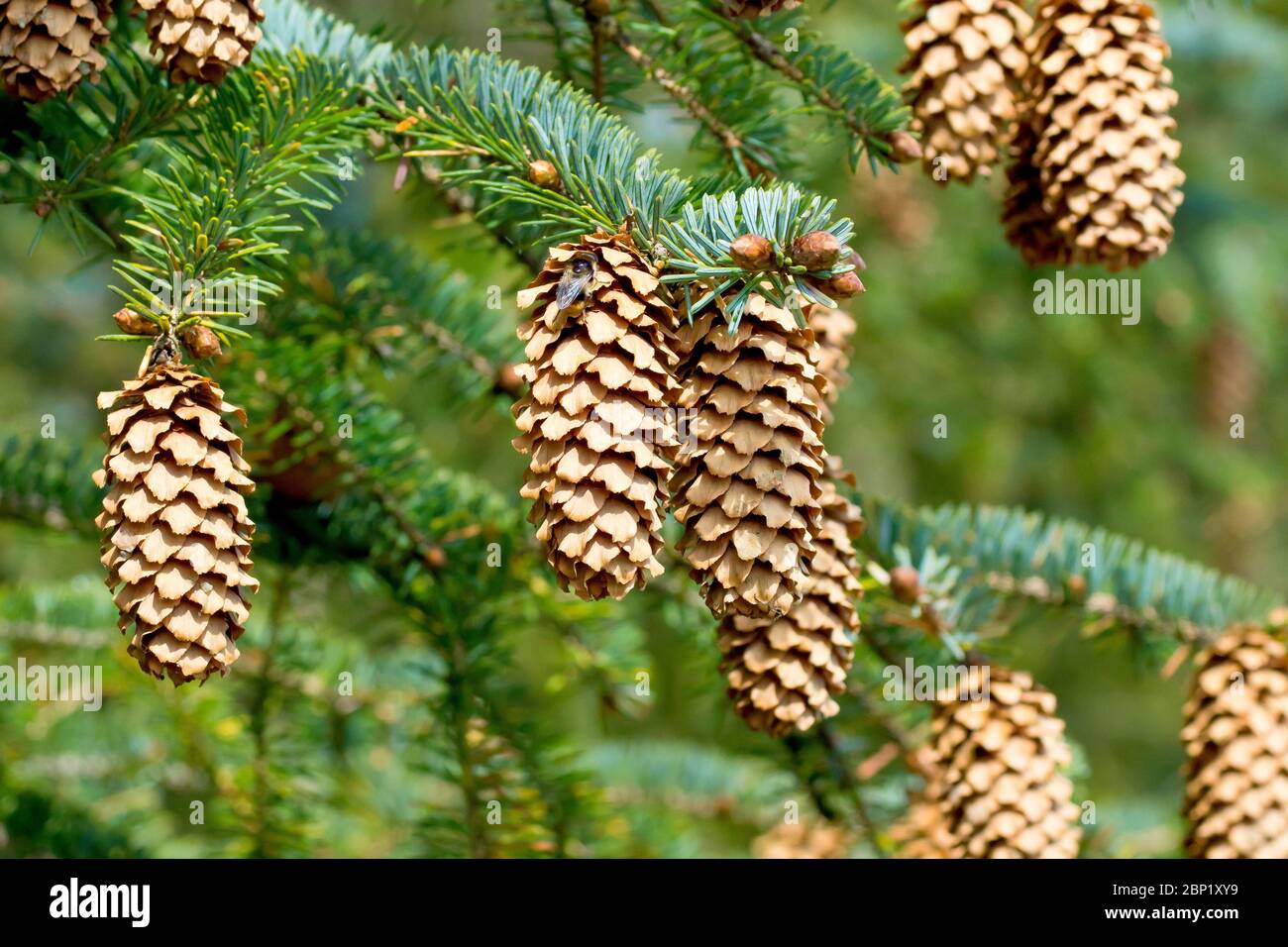 Sitka Fichte (picea sitchensis), Nahaufnahme von mehreren reifen Zapfen, die an den Ästen eines Baumes hängen. Stockfoto