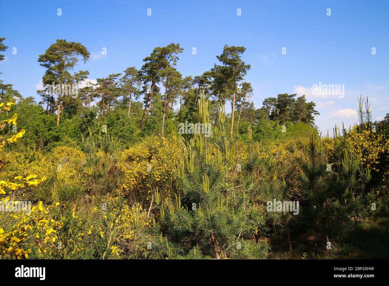 Blick auf gelb blühende Besen Büsche (genista pilosa) in der niederländischen Heidelandschaft mit schotten Kiefern (pinus sylvestris) gegen blauen Himmel - Swalmen, N Stockfoto