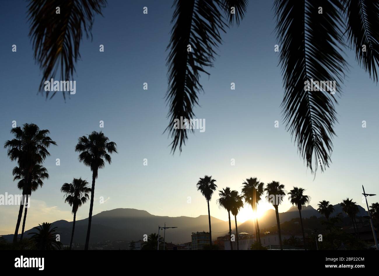 Palmen bei Sonnenuntergang. Mittelmeer. Menton, Cote d'Azur der französischen Riviera. Stockfoto